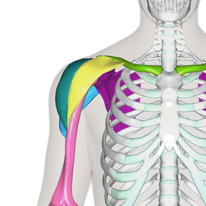 三角筋の部位と接続