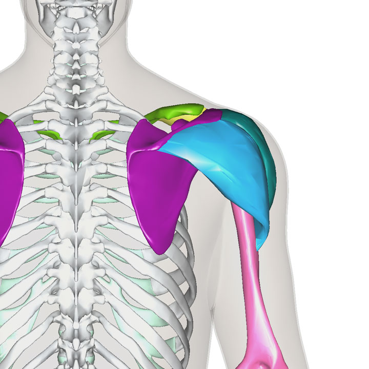 三角筋の部位と接続