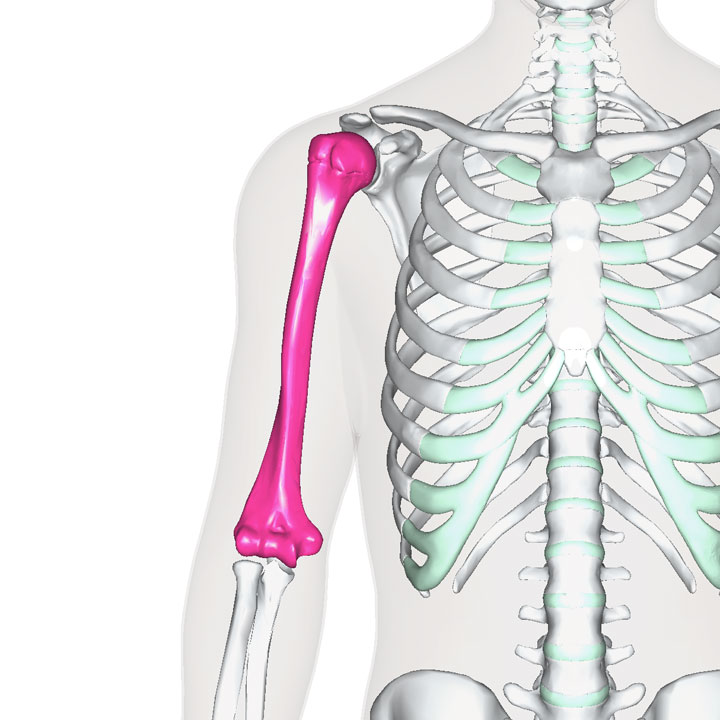 上腕骨 1年生の解剖学辞典wiki