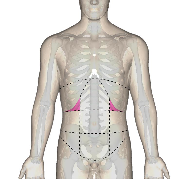 一般的な「下肋部」の位置