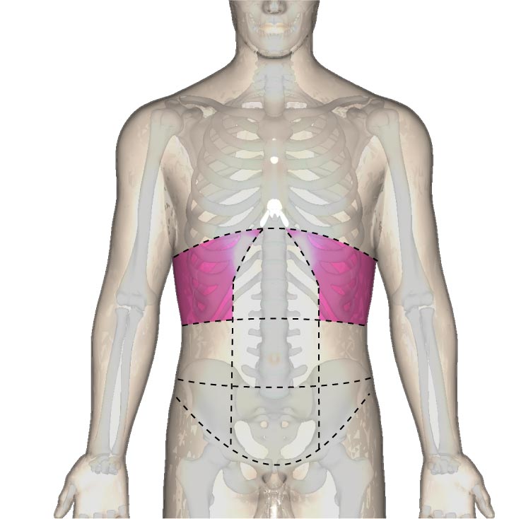 解剖学的な下肋部の位置と腹部の区分