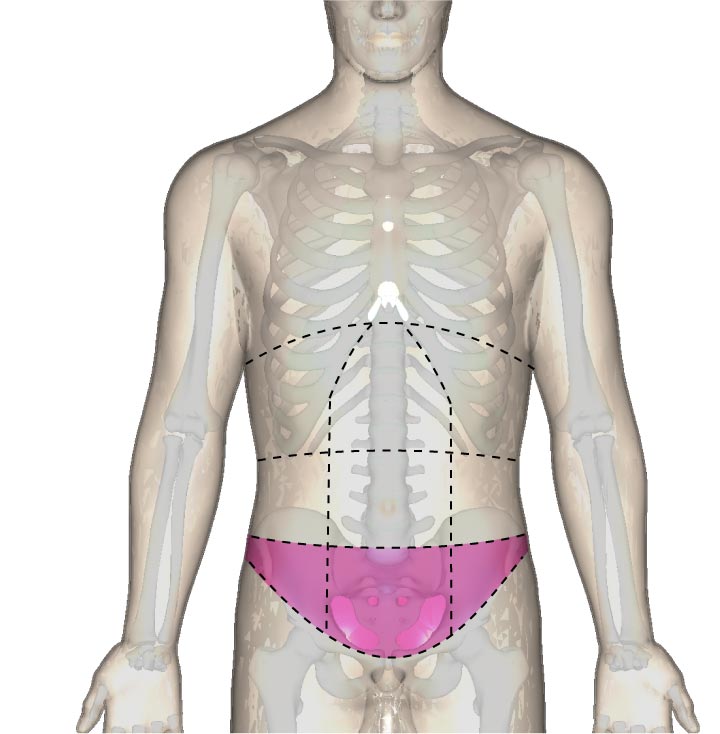 一般的な使い方の下腹部