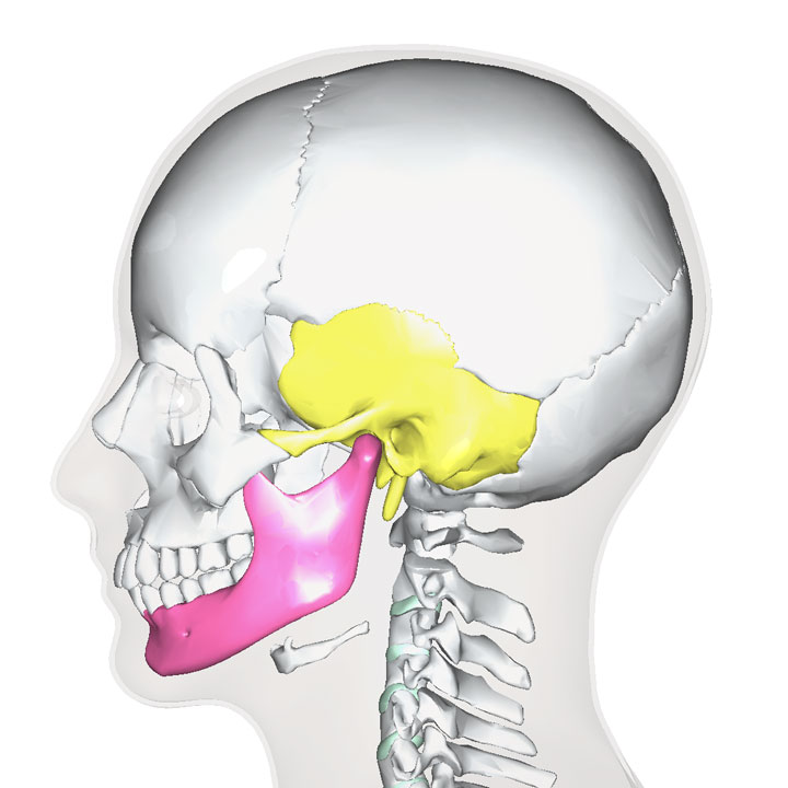 下顎骨