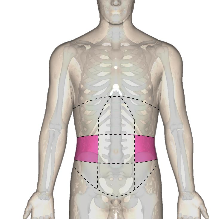 側副部の位置と腹部の区分