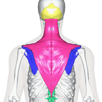 僧帽筋 1年生の解剖学辞典wiki