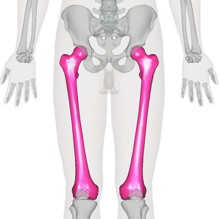 大腿骨 1年生の解剖学辞典wiki