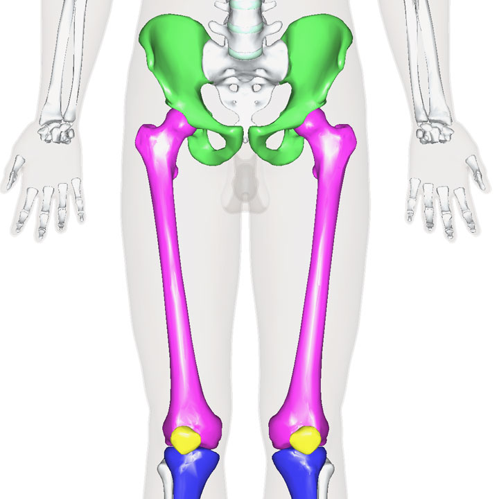 大腿骨 1年生の解剖学辞典wiki