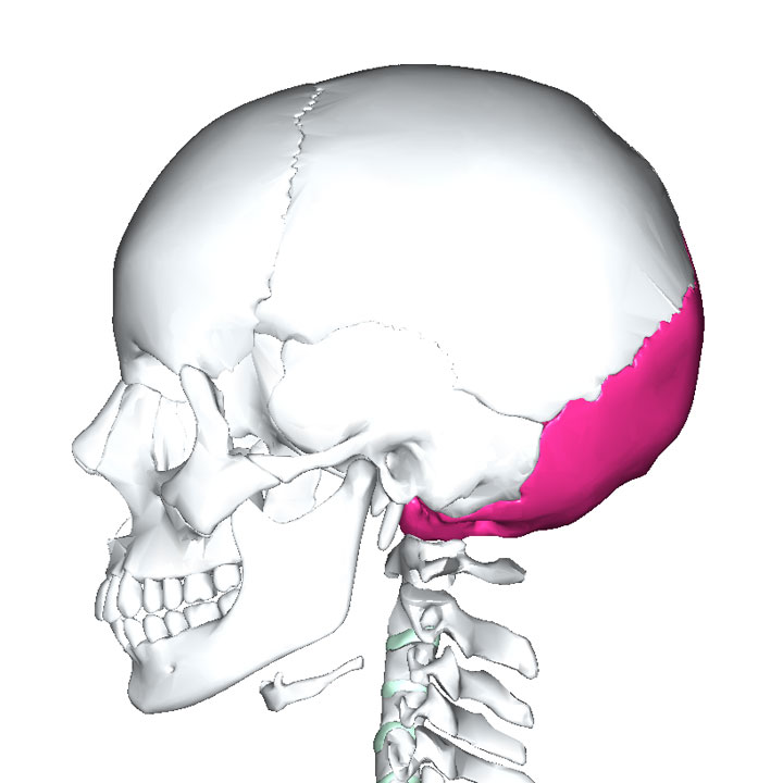 後頭骨 1年生の解剖学辞典wiki