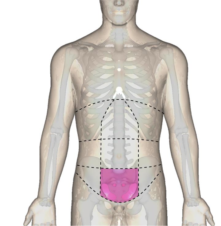 恥骨部の位置と腹部の区分