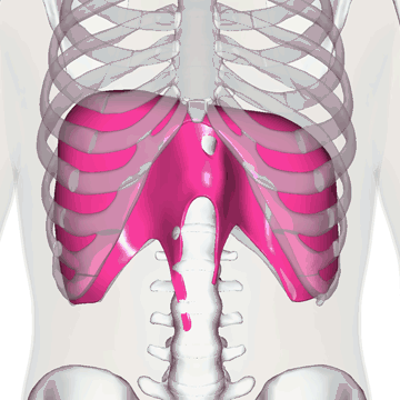 横隔膜