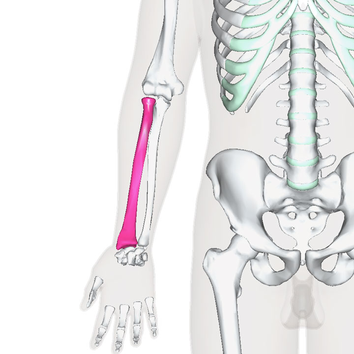 橈骨 1年生の解剖学辞典wiki