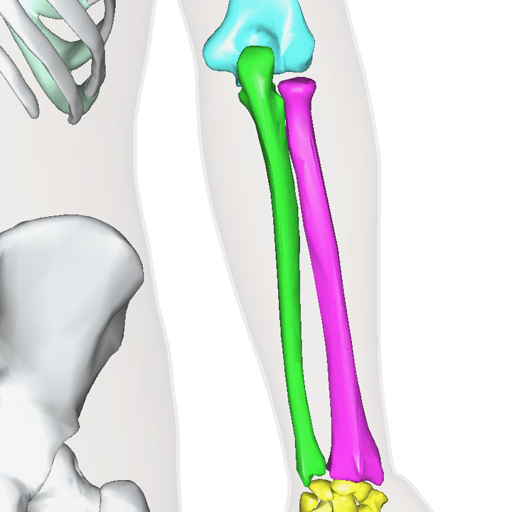 橈骨 1年生の解剖学辞典wiki