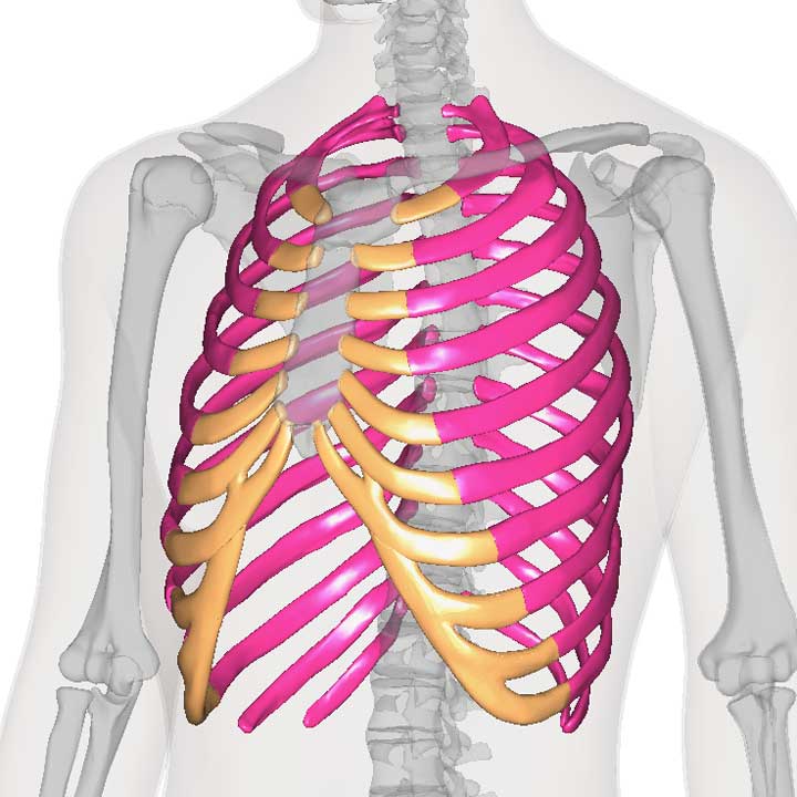 肋骨 1年生の解剖学辞典wiki