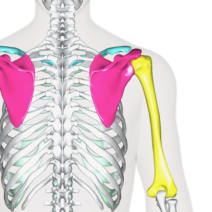 肩甲骨 1年生の解剖学辞典wiki