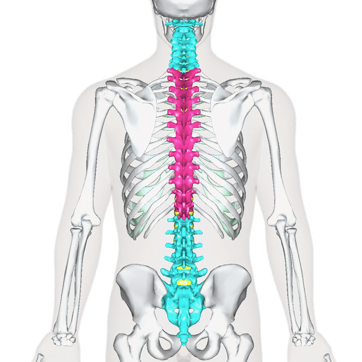 胸椎の位置