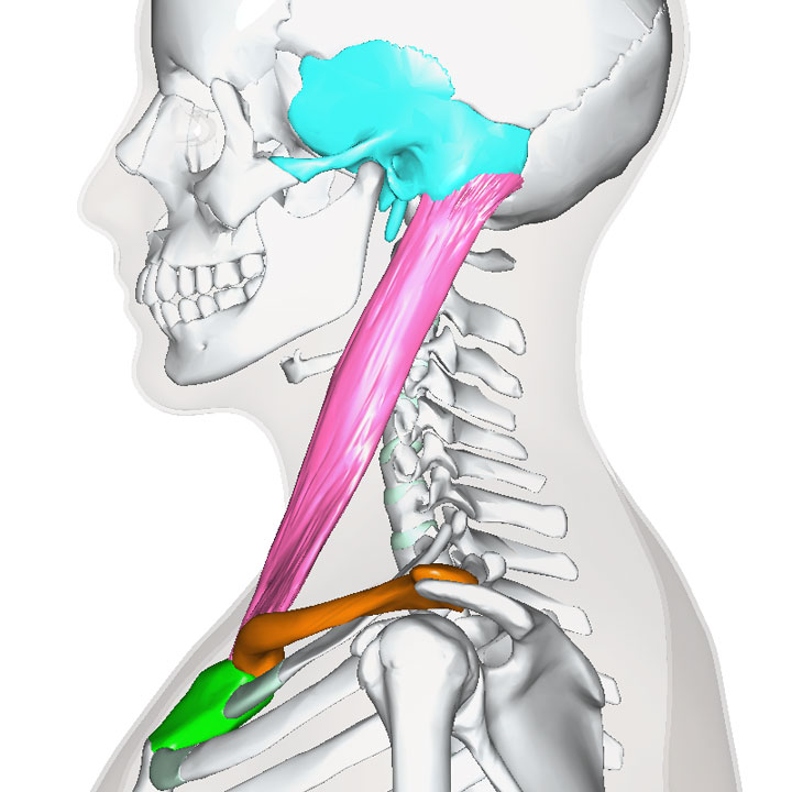 胸鎖乳突筋の起始停止（左）