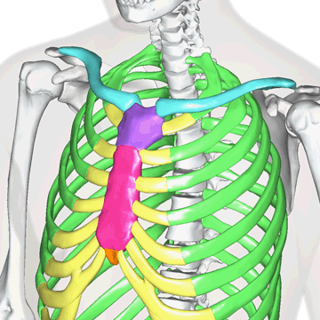 胸骨 1年生の解剖学辞典wiki