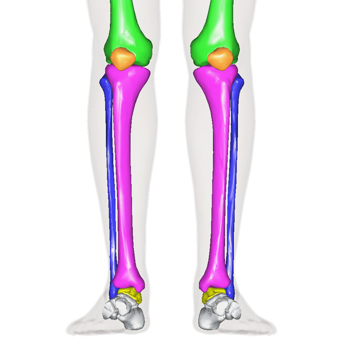 脛骨