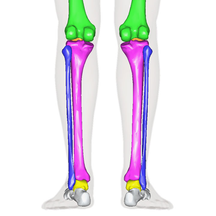 脛骨