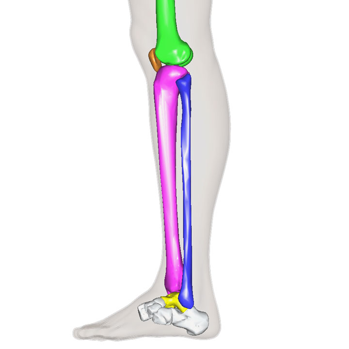 脛骨 1年生の解剖学辞典wiki