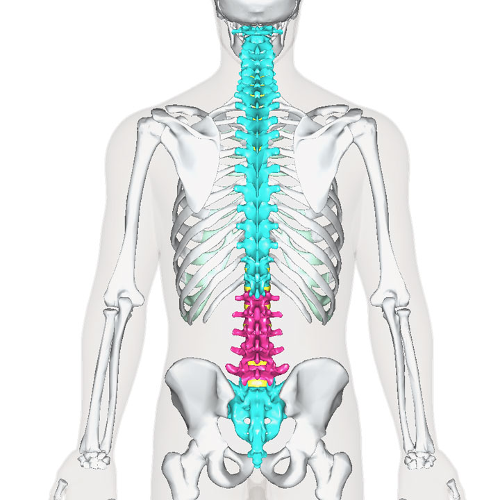 腰椎の位置
