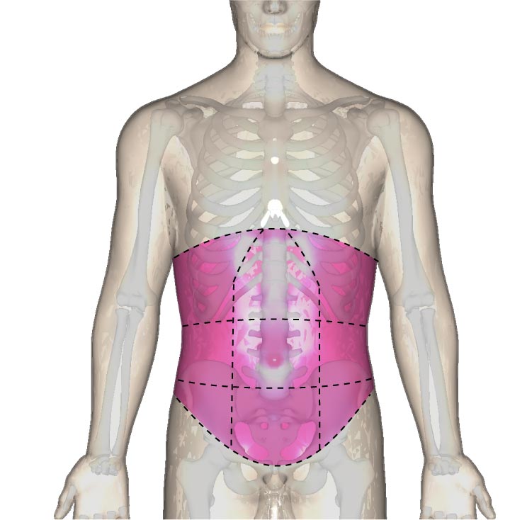 腹部の位置と区分