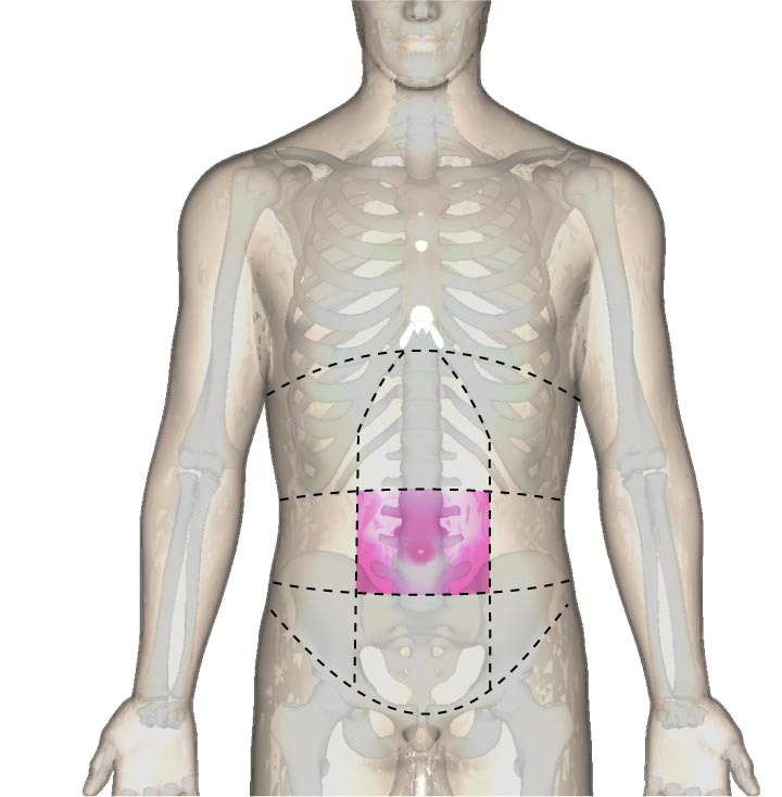 臍部の位置と腹部の区分