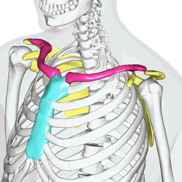 鎖骨 1年生の解剖学辞典wiki