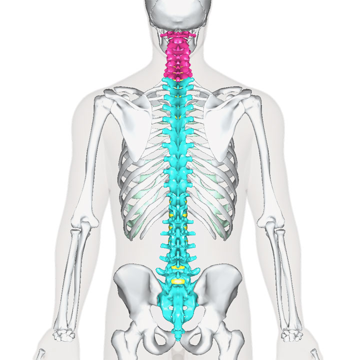 頚椎の位置