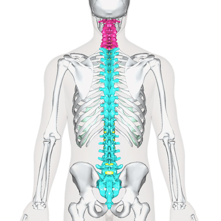 頚椎 1年生の解剖学辞典wiki