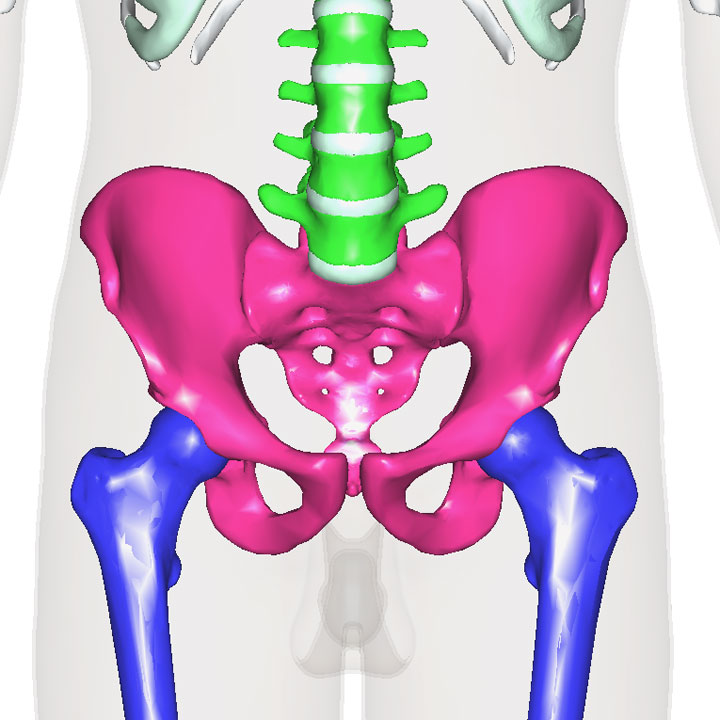 骨盤とつながる骨