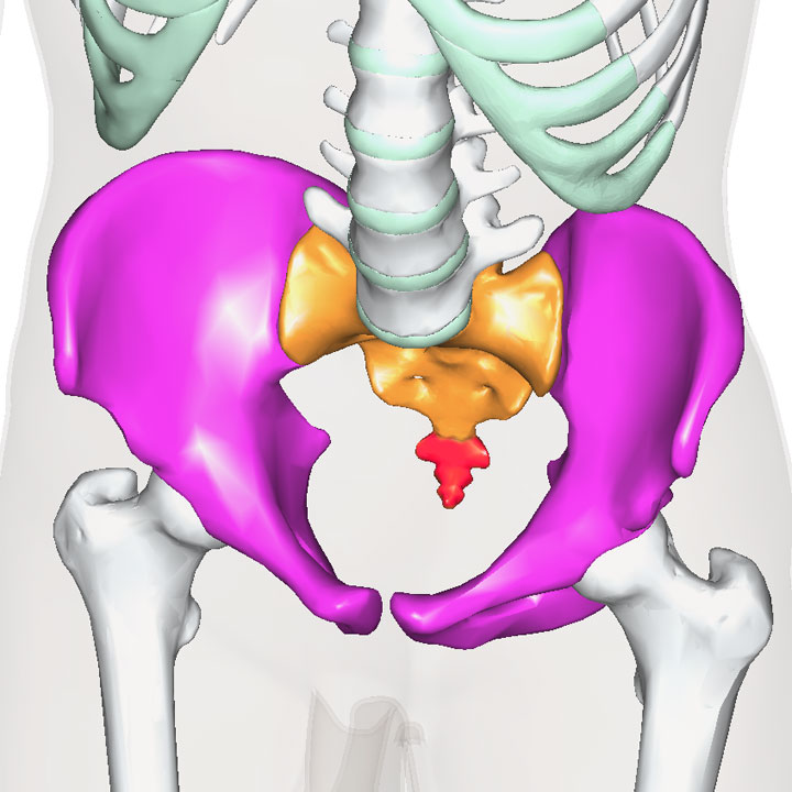 骨盤の構成