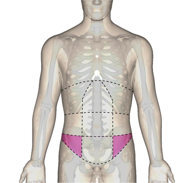 腹部の区分と鼠径部の位置