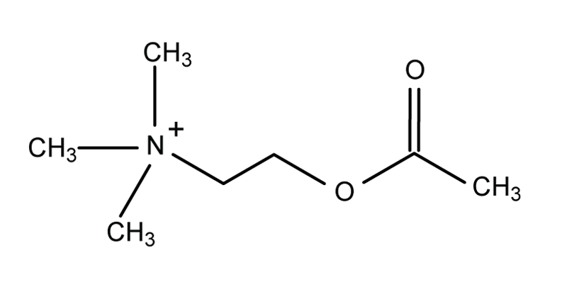 アセチルコリンの分子構造