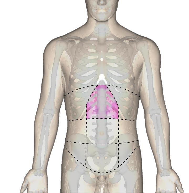 上腹部の位置と腹部の区分