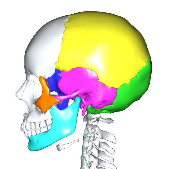 側頭骨