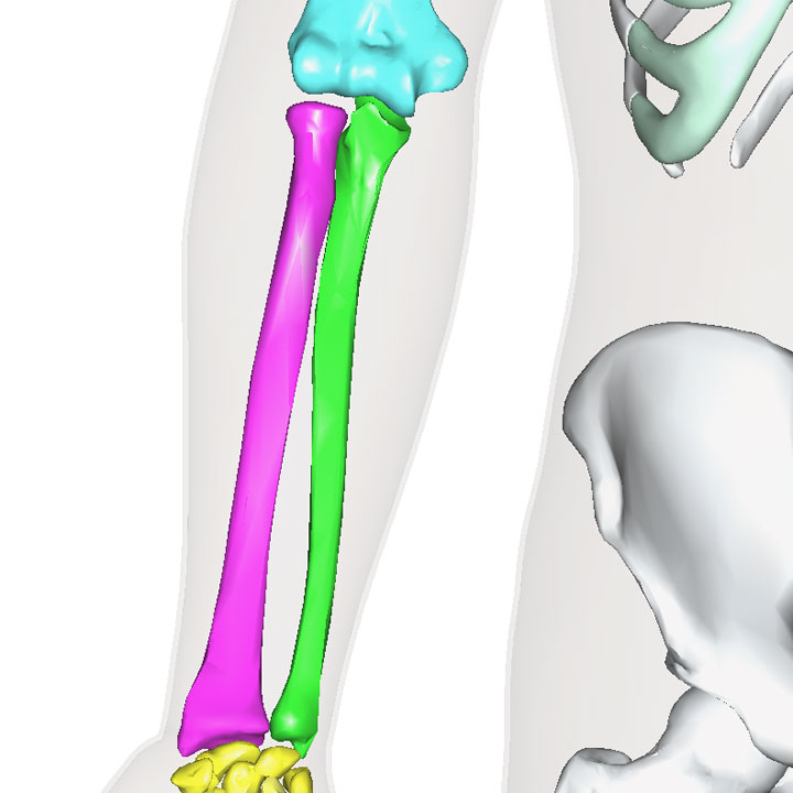 橈骨