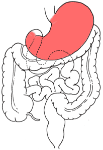 胃の位置