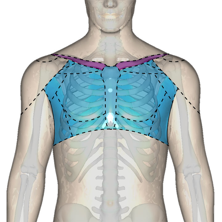 胸部の位置