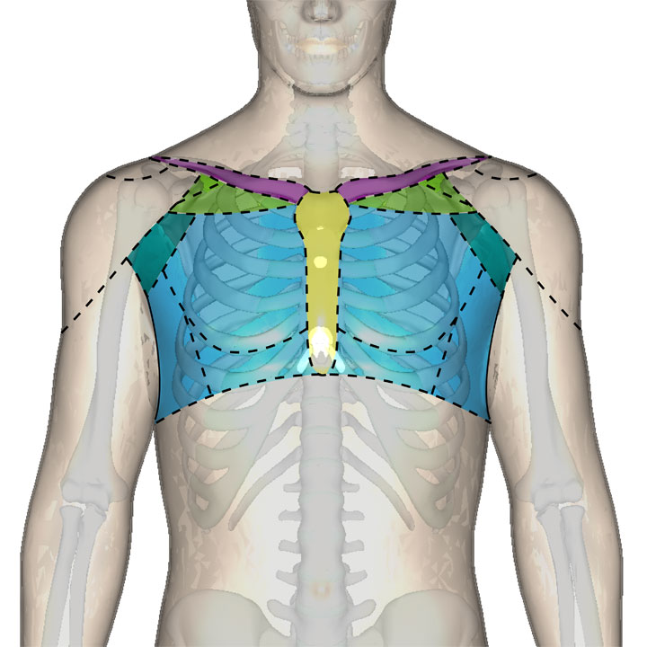 胸部の区分