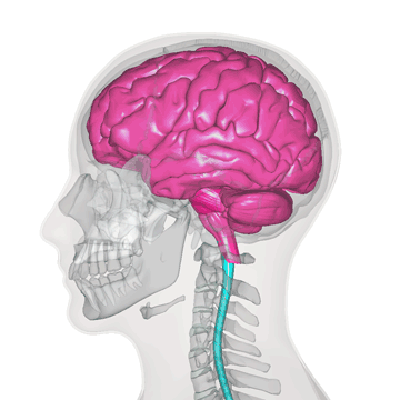 脳と脊髄