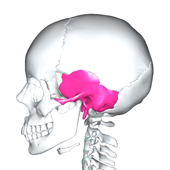 側頭骨 - 1年生の解剖学辞典Wiki